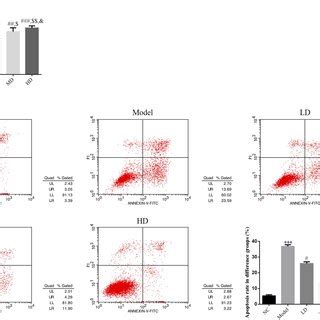 Influence Of Propofol On The Proliferation And Apoptosis Of The