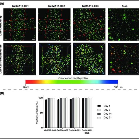 Clsm Images Showing Results Of Live Dead Cell Viability Assay Of 3d