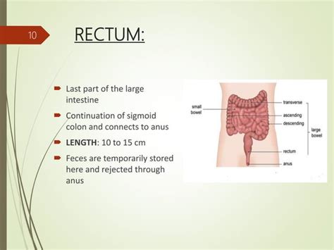 Anatomy Physiology Of Large Intestine Ppt