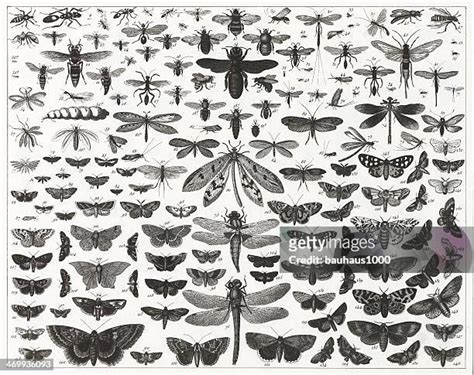 Insect Abdomen Photos and Premium High Res Pictures - Getty Images