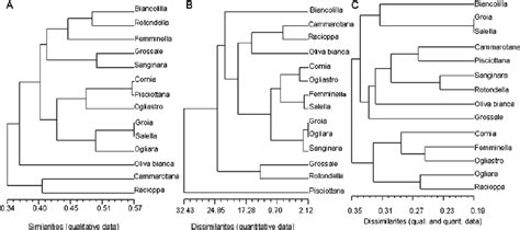 Dendrograms Upgma Algorithm Of Olive Varieties Based On Genetic