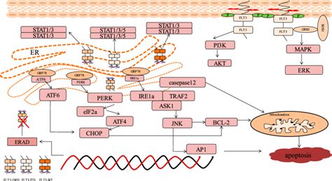 The Abnormal Pathway Triggered By Mutant FLT3 In Different