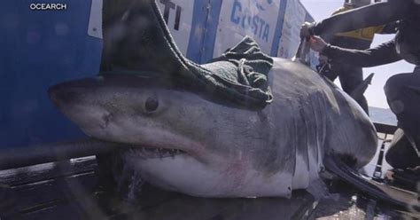 Great White Sharks Tracked Off The Carolina Coast Cbs News