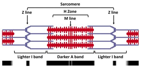 Muscle Growth And Control Of Production Of Sarcomere Components