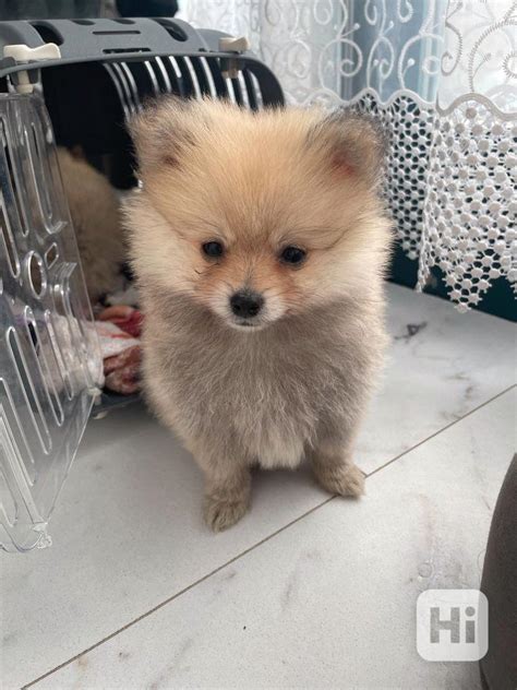 Pomeranian Mini Bazar Hyperinzerce Cz