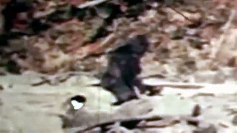 Patterson Gimlin Film Stabilized Sasquatch Bigfoot In Bluff Creek