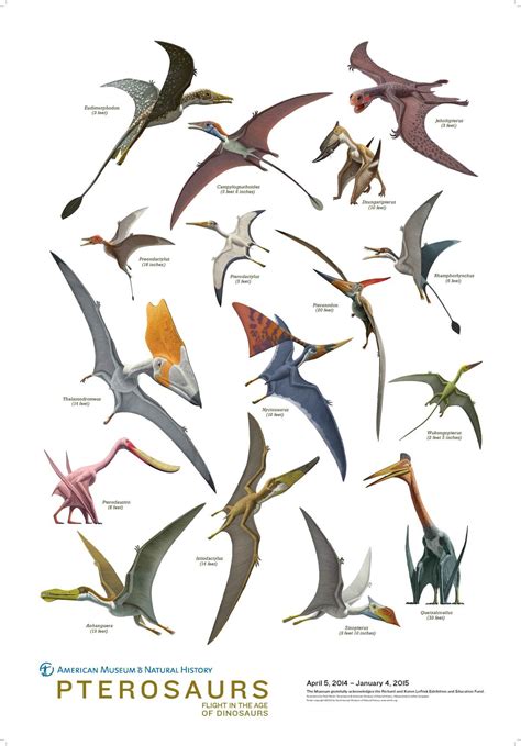 Pterosaurios (American Museum of Natural History) | Arte animale, Arte ...