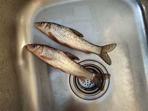 雖然釣不到大魚，但這種花紋很漂亮的小魚，很多釣友都沒釣到過吧 每日頭條