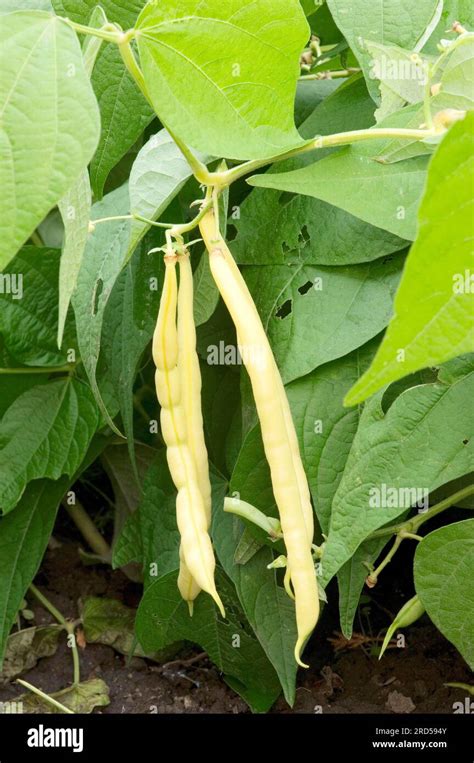 Phaseolus Vulgaris Plant Hi Res Stock Photography And Images Alamy