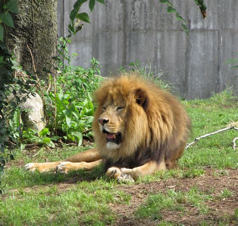 Free photo: King of the Jungle - Animal, Jungle, King - Free Download ...