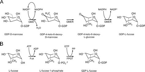 Schematic Diagram Of GDP L Fucose Synthesis GDP L Fucose Synthesis