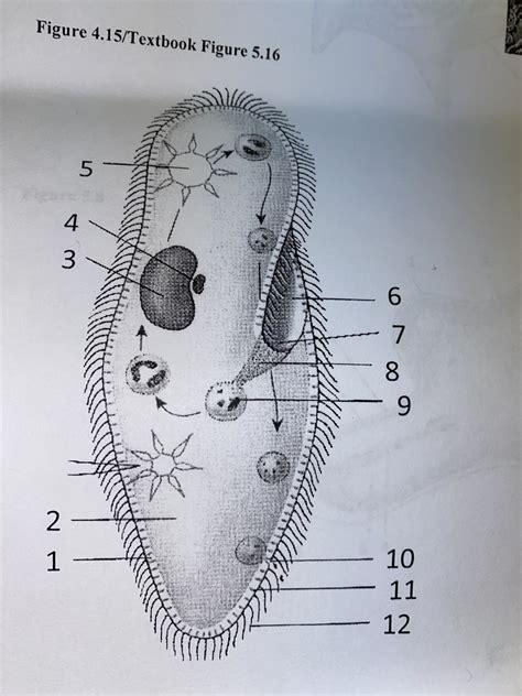 Paramecium Diagram | Quizlet