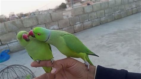 Green Parrot Training Video Patr 75 Youtube