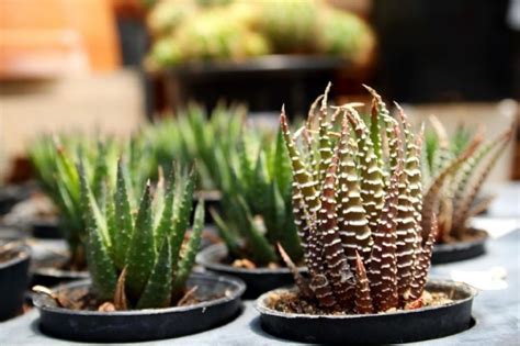 Haworthia Attenuata O Planta Cebra Qu Cuidados Hay Que Tener Con Esta