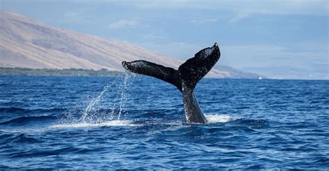 How to Experience the Beauty of Maui's Whale Watching Season - pmimaui