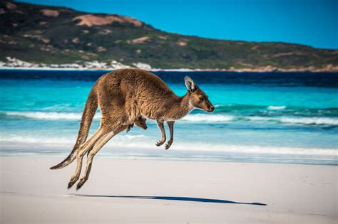 Kangaroo With Joey Lucky Bay Esperance Cape Legrand National Park