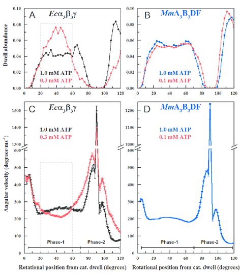 The Effects Of Atp Concentrations That Limit The Rate Of Atpase