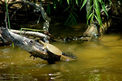 Spiny Softshell Turtle Facts and Pictures | Reptile Fact