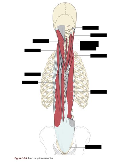 BIOL 241 Erector Spinae Muscles Diagram Quizlet