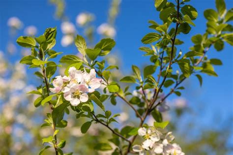 Rama de manzano con flores rosas sobre un fondo de árboles en flor