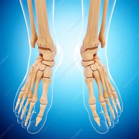 Human Foot Bones Images ~ Overview Of The Tarsal Bones In The Foot ...