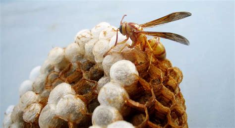 Wasp Extermination Service Flat Rate Pricing Guaranteed Service