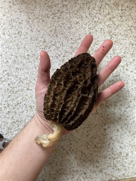 Morel Rmycology