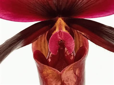 Paphiopedilum Black Jack Tropical Orchids Portugal