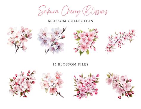 Sakura Cherry Blossoms Water Color Floral Clipart Wedding Clipart