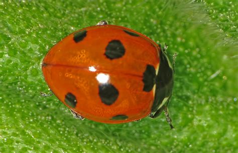 The NHBS Guide to UK Ladybird Beetle Identification