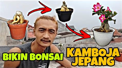 Cara Membuat Tanaman Bonsai Bunga Kamboja Jepang Jadi Lebih Cantik