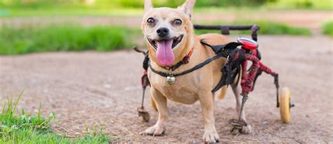 The Best Wheelchairs For Dogs in 2022 | Pet Side