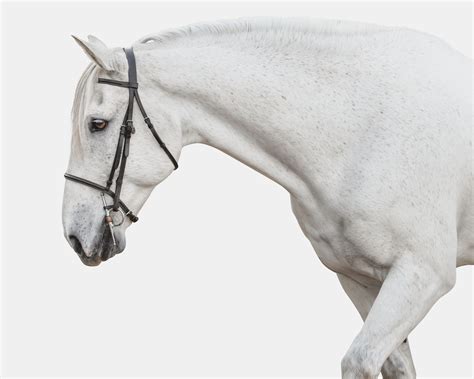 White Horse White Background