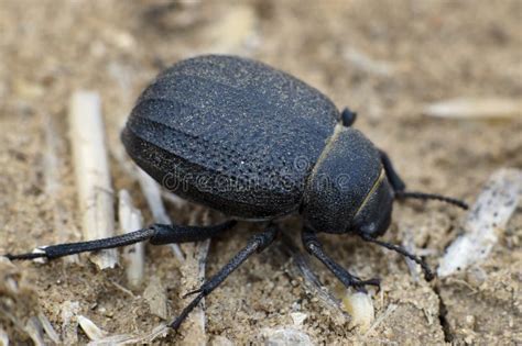 Namib Desert Beetle stock photo. Image of creature, brown - 21956502