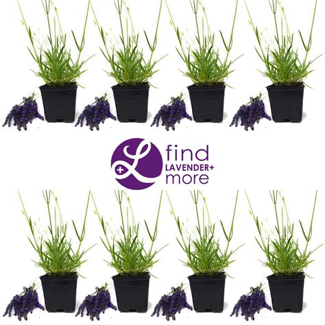 Findlavender Lavender Grosso Dark Purple Flowers 4 Size Pot