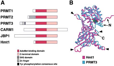 Figure 2 From State Of The Arg Protein Methylation At Arginine Comes Of