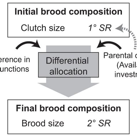 Schematics Illustrating Links Between The Components Of The