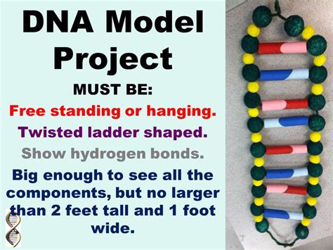 Dna Model Project Due Date November 11 Th Cannot Be Turned In After