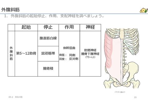 体幹回旋の筋は同側へは内腹斜筋、反対側へは外腹斜筋、横突棘筋群 作業療法士国家試験対策講座 国試がわかる