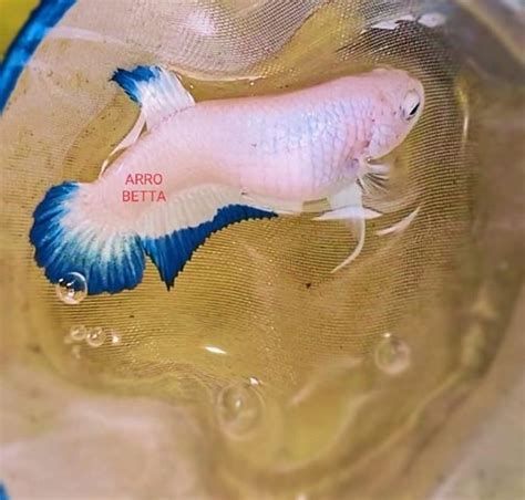 female bluerim betta  sale video  center  content
