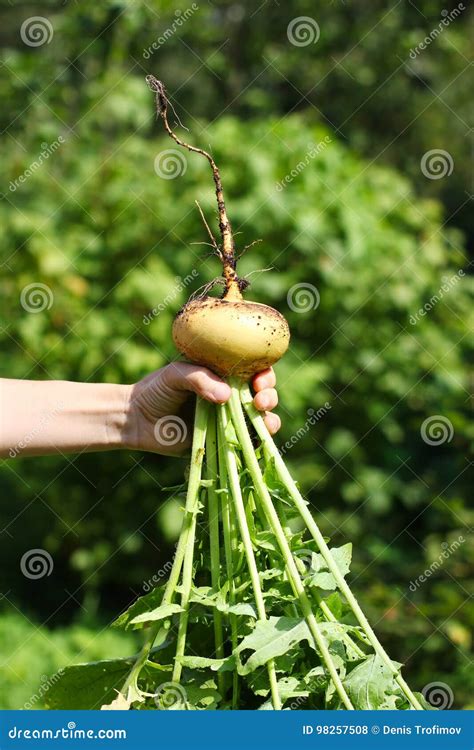 Hand Holds Fresh Turnip On The Blurred Green Background Stock Photo