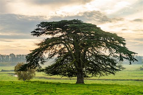 Cedar Tree Pictures | Download Free Images on Unsplash