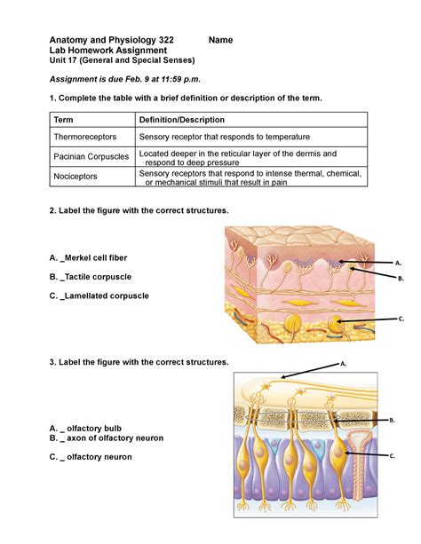 Lab Homework Assignment Unit General And Special Senses Anatomy