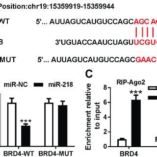 Brd Was A Target Of Mir A The Binding Sites Between Mir And