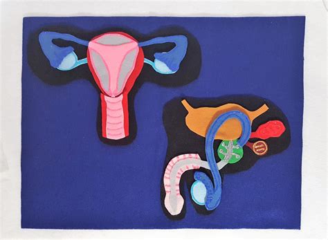 Reproductive System Felt Board Reproductive System Model Etsy Human Body Projects