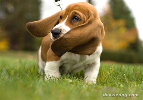 The Basset Hound Lovely And Cute Puppy Information And Facts Animals Lover