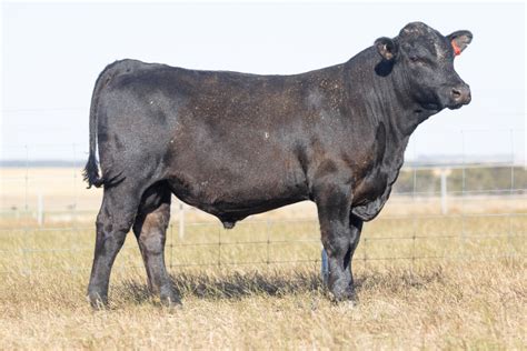 Lot 46 Arkle Quarter Pounder T260 Auctionsplus