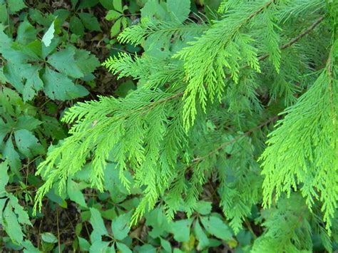 Thuja plicata (Giant Arborvitae, Western Redcedar, Western Red-cedar ...