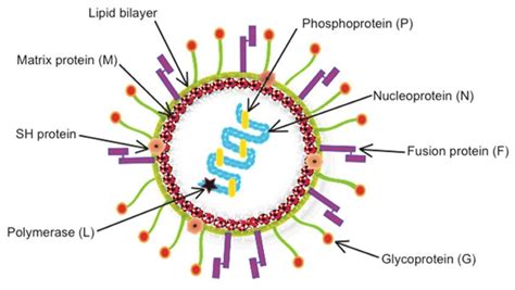 Metapneumovirus Antigens Creative Diagnostics