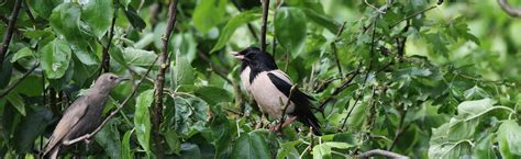 Spurn Bird Observatory Sightings